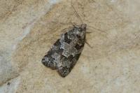 Cnephasia