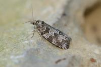 Cnephasia