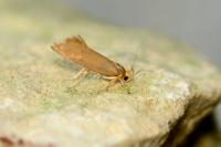 Crassa unitella