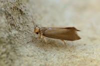 Crassa unitella