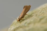Crassa unitella