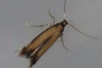 Coptotriche marginea
