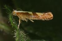 Argyresthia pruniella