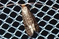 Nematopogon robertella