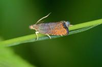 Dichrorampha plumbana