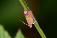 Dichrorampha plumbana