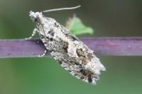 Zeiraphera isertana