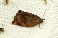 Archips crataegana