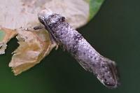 Paraswammerdamia nebulella