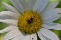 Adela australis