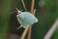 Tortrix viridana
