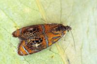 Olethreutes arcuella