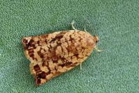 Archips oporana