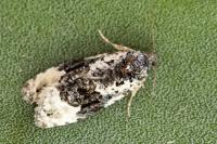 Apotomis turbidana