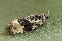 Apotomis turbidana