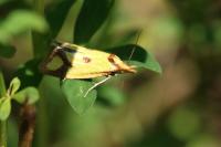 Agapeta zoegana