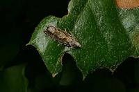 Zeiraphera isertana