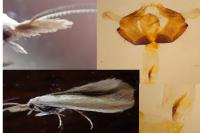 Coleophora partitella