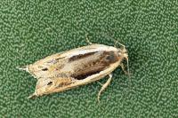 Ancylis apicella