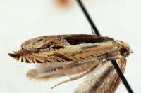 Ancylis apicella