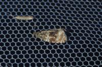 Celypha lacunana