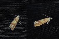 Eucosma conterminana