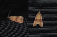 Celypha striana