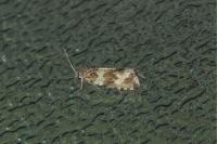Celypha cespitana