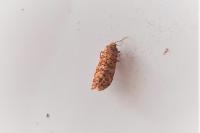 Lozotaeniodes formosana