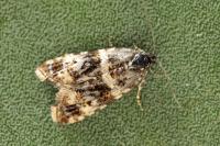 Olethreutes palustrana