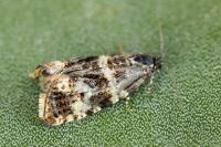Olethreutes palustrana
