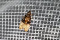 Hedya ochroleucana