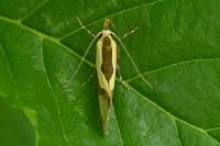 Harpella forficella