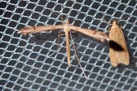 Stenoptilia