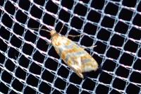 Aethes margaritana