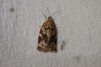 Archips xylosteana