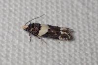 Recurvaria leucatella