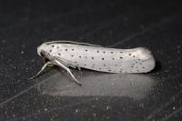 Yponomeuta evonymella