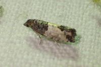 Spilonota ocellana