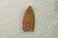 Clepsis consimilana