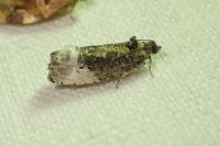 Hedya nubiferana