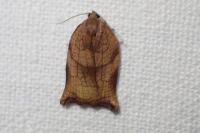 Archips podana