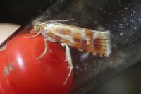 Rhyacionia buoliana