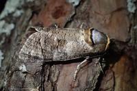 Cossus cossus