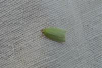 Tortrix viridana