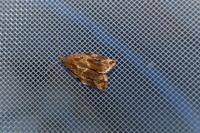 Archips xylosteana