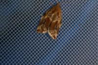 Archips xylosteana