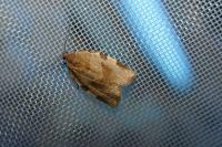 Choristoneura hebenstreitella