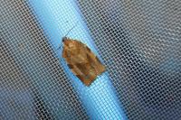 Choristoneura hebenstreitella