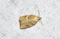 Aleimma loeflingiana